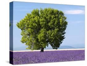 Tree in a Lavender Field, Valensole Plateau, Provence, France-Nadia Isakova-Stretched Canvas