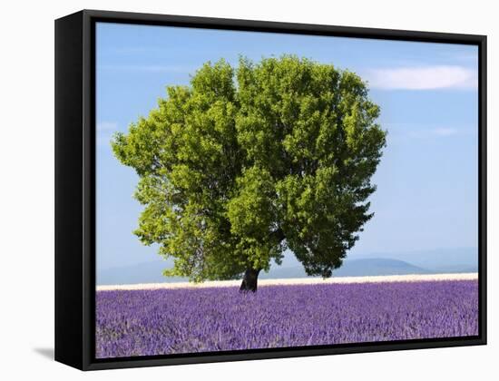 Tree in a Lavender Field, Valensole Plateau, Provence, France-Nadia Isakova-Framed Stretched Canvas