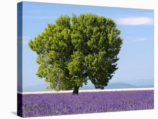 Tree in a Lavender Field, Valensole Plateau, Provence, France-Nadia Isakova-Stretched Canvas