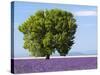 Tree in a Lavender Field, Valensole Plateau, Provence, France-Nadia Isakova-Stretched Canvas