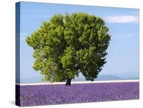 Tree in a Lavender Field, Valensole Plateau, Provence, France-Nadia Isakova-Stretched Canvas