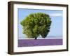 Tree in a Lavender Field, Valensole Plateau, Provence, France-Nadia Isakova-Framed Premium Photographic Print