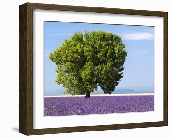 Tree in a Lavender Field, Valensole Plateau, Provence, France-Nadia Isakova-Framed Photographic Print