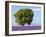 Tree in a Lavender Field, Valensole Plateau, Provence, France-Nadia Isakova-Framed Photographic Print