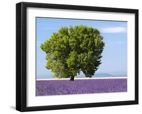 Tree in a Lavender Field, Valensole Plateau, Provence, France-Nadia Isakova-Framed Photographic Print