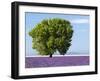 Tree in a Lavender Field, Valensole Plateau, Provence, France-Nadia Isakova-Framed Photographic Print