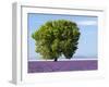 Tree in a Lavender Field, Valensole Plateau, Provence, France-Nadia Isakova-Framed Photographic Print