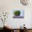 Tree in a Lavender Field, Valensole Plateau, Provence, France-Nadia Isakova-Photographic Print displayed on a wall