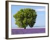 Tree in a Lavender Field, Valensole Plateau, Provence, France-Nadia Isakova-Framed Photographic Print