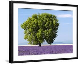 Tree in a Lavender Field, Valensole Plateau, Provence, France-Nadia Isakova-Framed Photographic Print