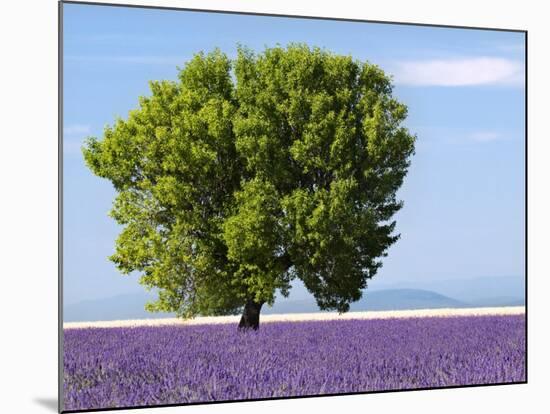 Tree in a Lavender Field, Valensole Plateau, Provence, France-Nadia Isakova-Mounted Photographic Print