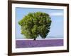 Tree in a Lavender Field, Valensole Plateau, Provence, France-Nadia Isakova-Framed Photographic Print