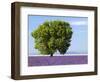 Tree in a Lavender Field, Valensole Plateau, Provence, France-Nadia Isakova-Framed Photographic Print