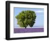 Tree in a Lavender Field, Valensole Plateau, Provence, France-Nadia Isakova-Framed Photographic Print