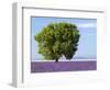 Tree in a Lavender Field, Valensole Plateau, Provence, France-Nadia Isakova-Framed Photographic Print