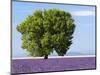 Tree in a Lavender Field, Valensole Plateau, Provence, France-Nadia Isakova-Mounted Photographic Print