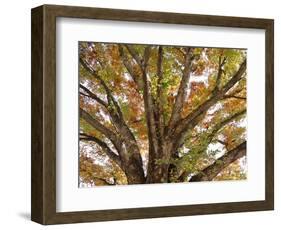 Tree in Autumn, Belgium-B. Schmid-Framed Photographic Print