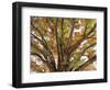 Tree in Autumn, Belgium-B. Schmid-Framed Photographic Print