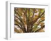 Tree in Autumn, Belgium-B. Schmid-Framed Photographic Print