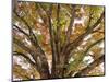 Tree in Autumn, Belgium-B. Schmid-Mounted Photographic Print