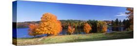 Tree in Autumn, Norway Pond, Hancock, New Hampshire, USA-null-Stretched Canvas