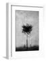 Tree in Black and White-Imaginative-Framed Photographic Print