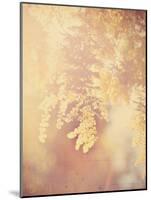 Tree in Bloom-Myan Soffia-Mounted Photographic Print