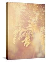 Tree in Bloom-Myan Soffia-Stretched Canvas