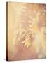 Tree in Bloom-Myan Soffia-Stretched Canvas