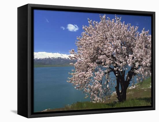 Tree in Blossom, Akdamar Island, Lake Van, Anatolia, Turkey Minor, Eurasia-Woolfitt Adam-Framed Stretched Canvas