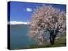 Tree in Blossom, Akdamar Island, Lake Van, Anatolia, Turkey Minor, Eurasia-Woolfitt Adam-Stretched Canvas