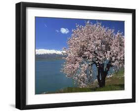 Tree in Blossom, Akdamar Island, Lake Van, Anatolia, Turkey Minor, Eurasia-Woolfitt Adam-Framed Photographic Print