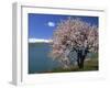 Tree in Blossom, Akdamar Island, Lake Van, Anatolia, Turkey Minor, Eurasia-Woolfitt Adam-Framed Photographic Print