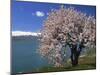 Tree in Blossom, Akdamar Island, Lake Van, Anatolia, Turkey Minor, Eurasia-Woolfitt Adam-Mounted Photographic Print