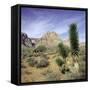 Tree in desert setting with rock formations in the background-null-Framed Stretched Canvas