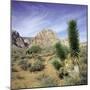 Tree in desert setting with rock formations in the background-null-Mounted Photographic Print