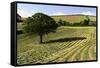 Tree in Field of Drying Hay-Jon Hicks-Framed Stretched Canvas