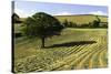 Tree in Field of Drying Hay-Jon Hicks-Stretched Canvas