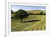 Tree in Field of Drying Hay-Jon Hicks-Framed Photographic Print