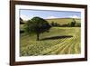 Tree in Field of Drying Hay-Jon Hicks-Framed Photographic Print