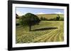 Tree in Field of Drying Hay-Jon Hicks-Framed Photographic Print