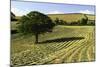 Tree in Field of Drying Hay-Jon Hicks-Mounted Photographic Print