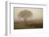 Tree in Field-David Winston-Framed Giclee Print