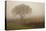 Tree in Field-David Winston-Stretched Canvas