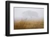 Tree in Fog-David Winston-Framed Giclee Print