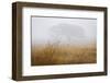 Tree in Fog-David Winston-Framed Giclee Print