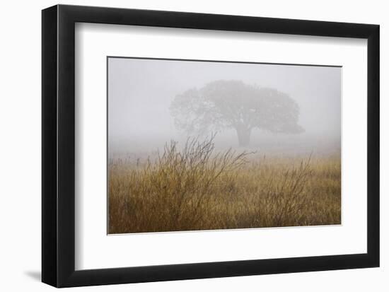 Tree in Fog-David Lorenz Winston-Framed Art Print