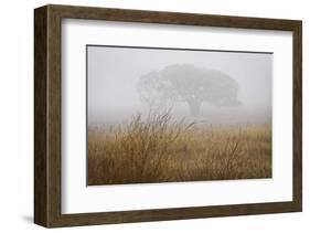 Tree in Fog-David Lorenz Winston-Framed Art Print