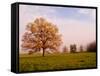 Tree in Foggy Meadow, Cades Cove, Great Smoky Mountains National Park, Tennessee, USA-Adam Jones-Framed Stretched Canvas