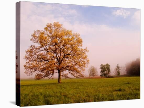 Tree in Foggy Meadow, Cades Cove, Great Smoky Mountains National Park, Tennessee, USA-Adam Jones-Stretched Canvas